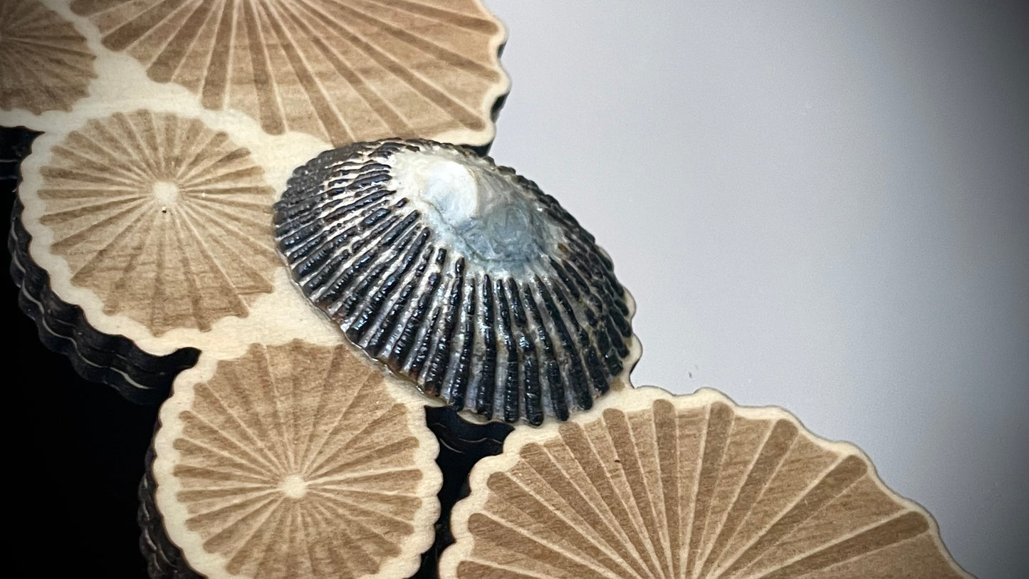 ʻOpihi Mirror